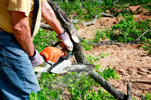 Reliable Strasburg, VA Tree Service Solutions